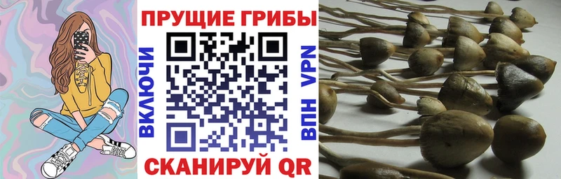 Купить где  Галич  Псилоцибиновые грибы GOLDEN TEACHER 